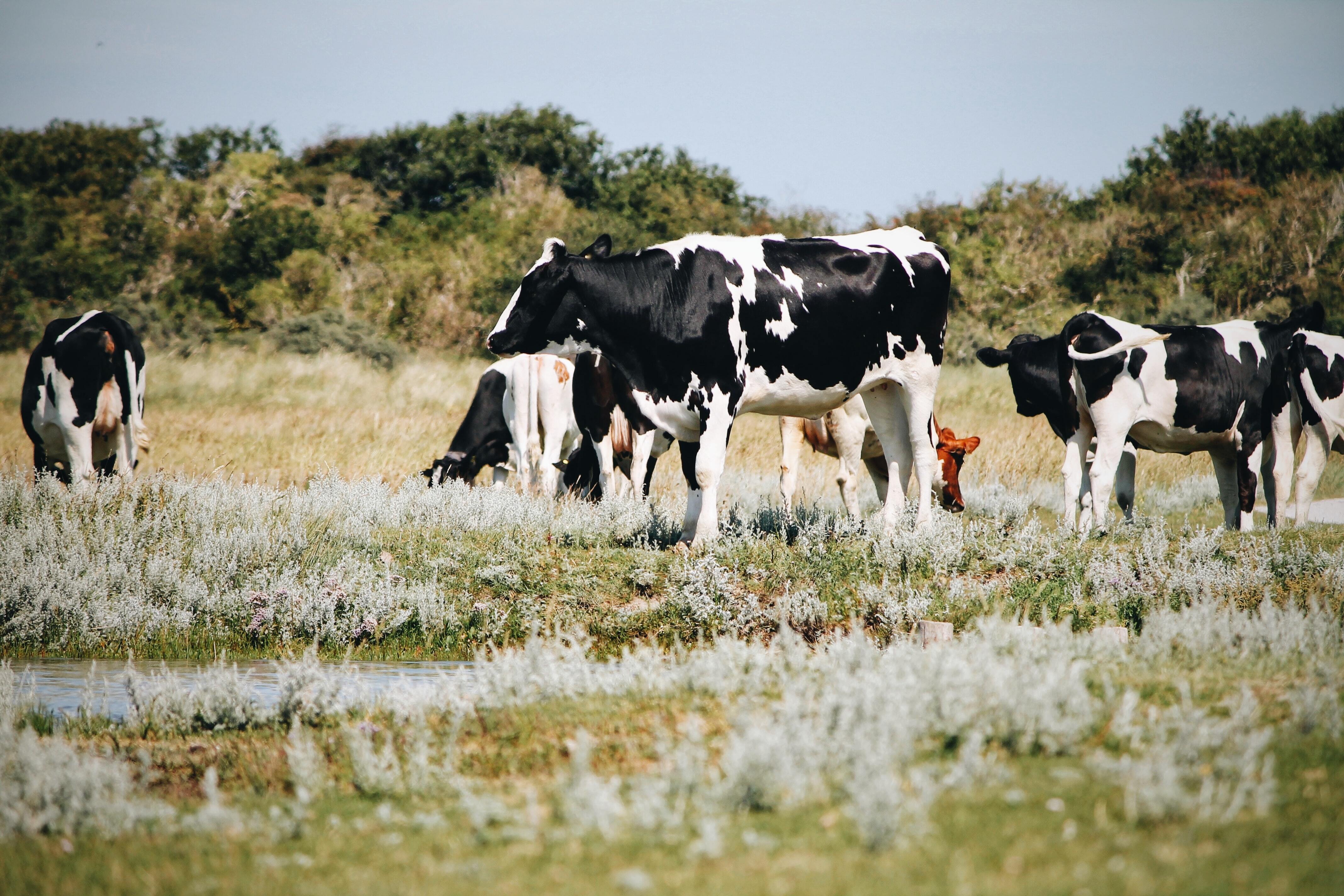 Curve Bend: van verlies naar winst