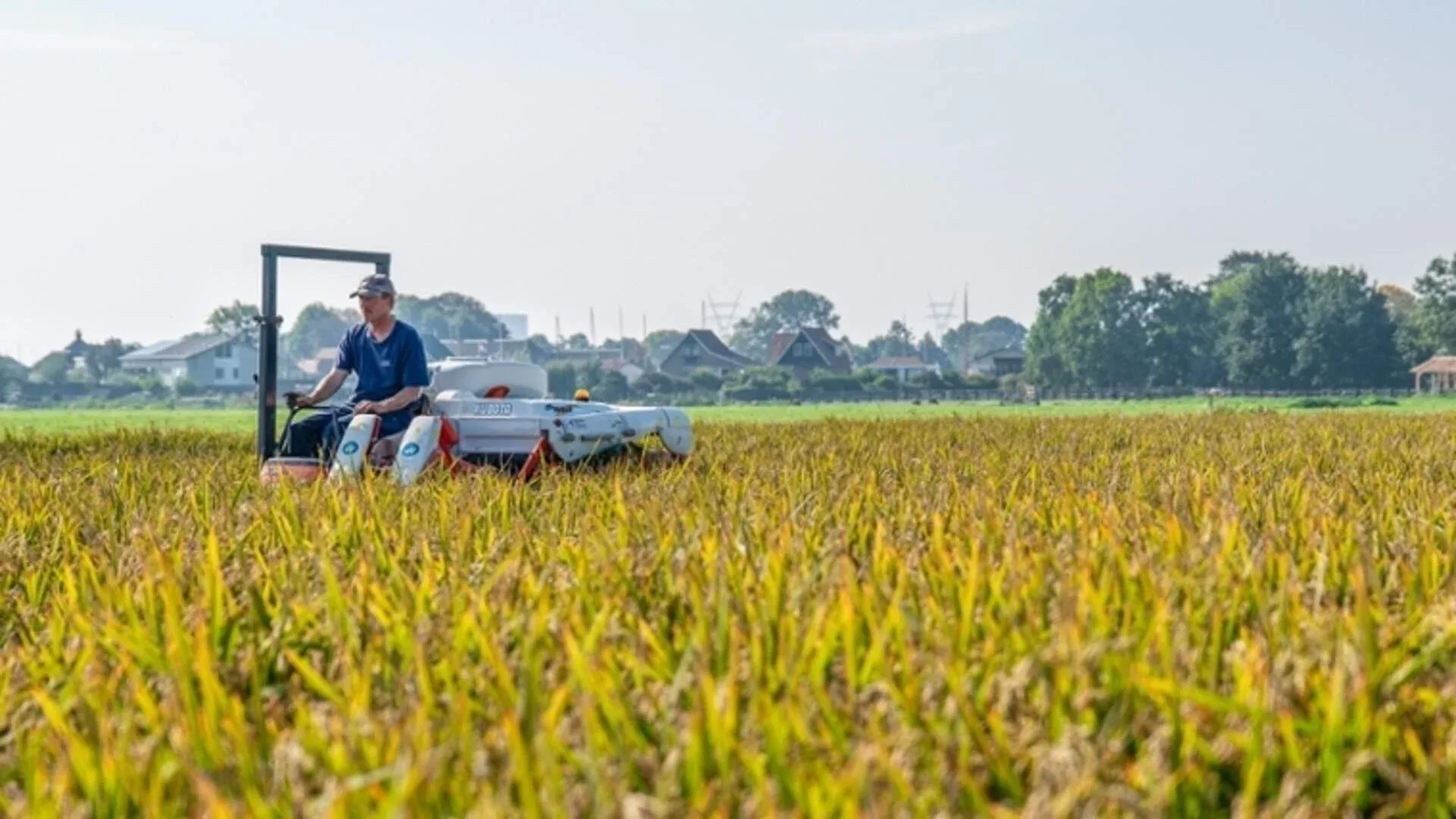 Rijst in de Nederlandse polder; een landbouwsector bestand tegen klimaatverandering en verzakking