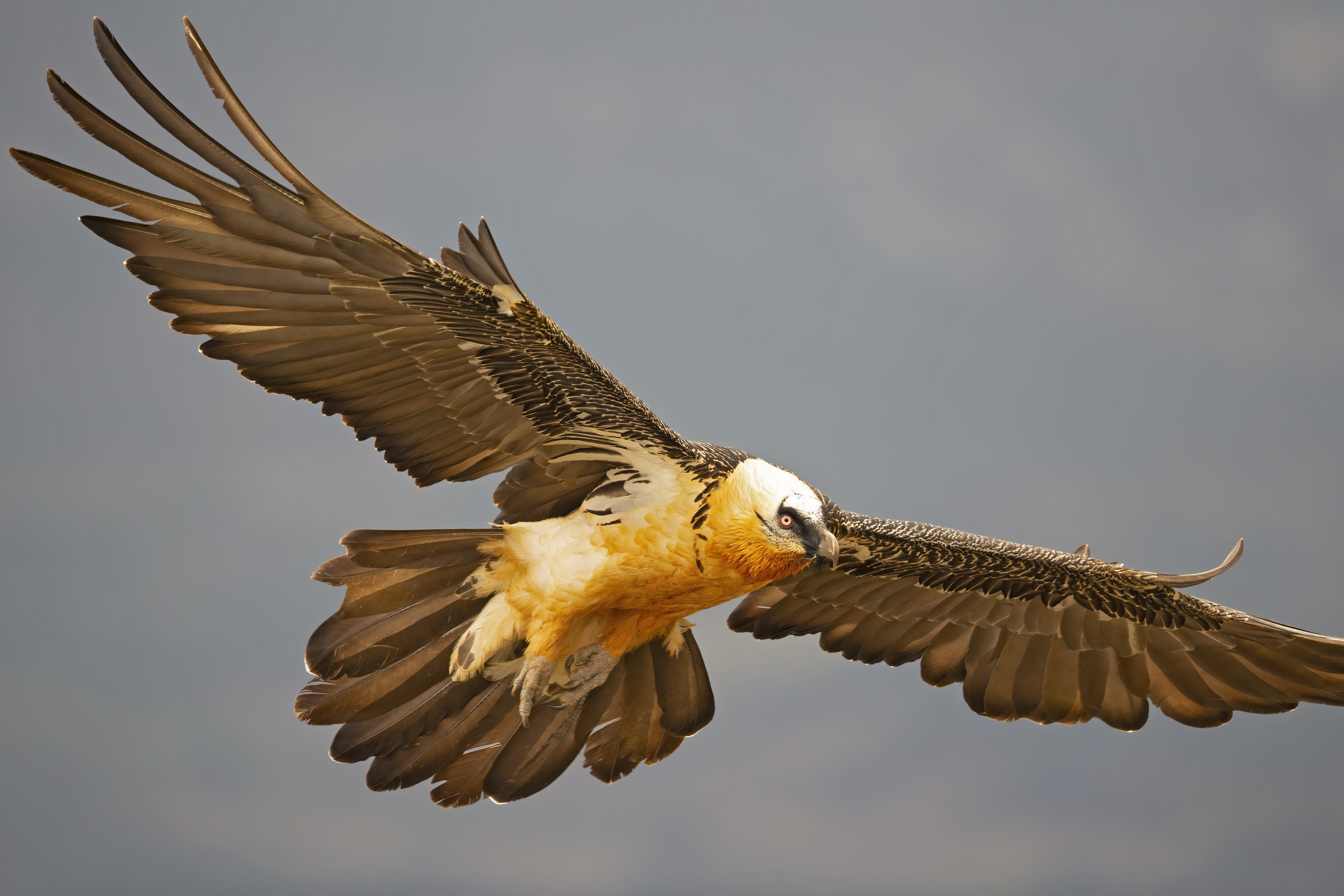 A huge bird of prey flying and soaring in the Spanisch mountain